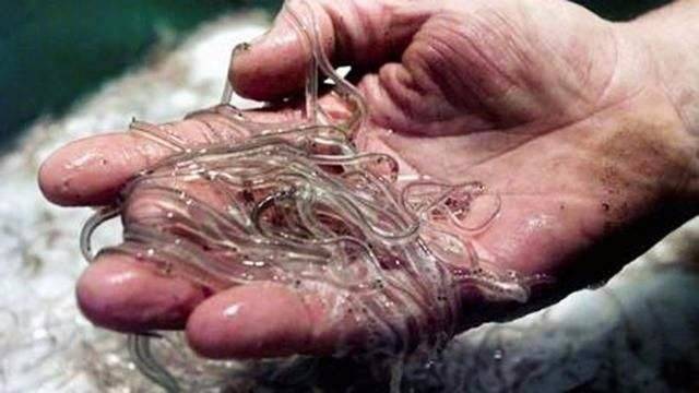 进入大西洋,最终抵达5000公里之外的北大阿西洋中的马尾藻海(sargasso