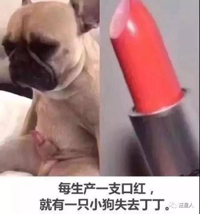 你涂的每一支口红,都是每只狗狗的,就有会一只吉娃娃失去双眼你知道吗