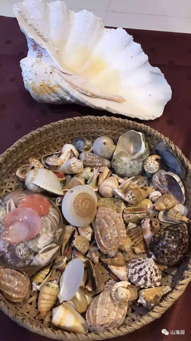 白玉贝,夜光贝,珍珠贝,虎斑贝,五爪螺,猪母螺,贞洁螺,唐冠螺,七角贝