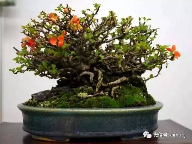 以花、香、色而著称的长寿梅盆景_搜狐网