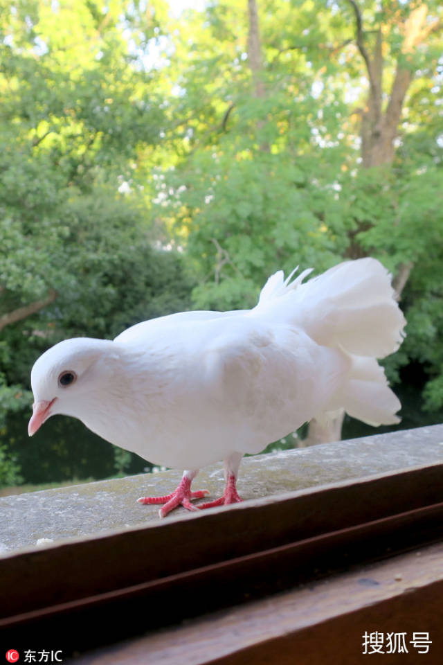 从此,这位帅气性感的模特便有了一个纯白色的鸽子"跟班",不论他走到