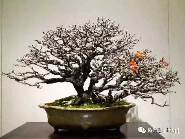 以花、香、色而著称的长寿梅盆景_手机搜狐网