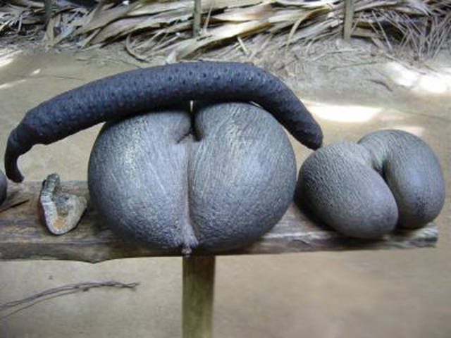 世界模样最"污"的水果,这长得真像那啥一样,真是让人脸红啊!