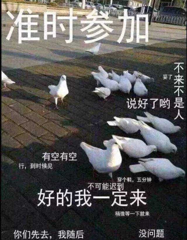 这些魔性的鸽子表情包,让我看到了我和基友之间的塑料友谊