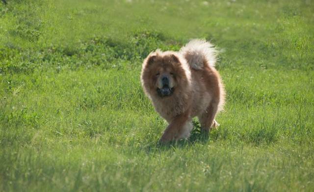 五种长寿的品种狗小型犬更容易活得久智商低的它排第一名