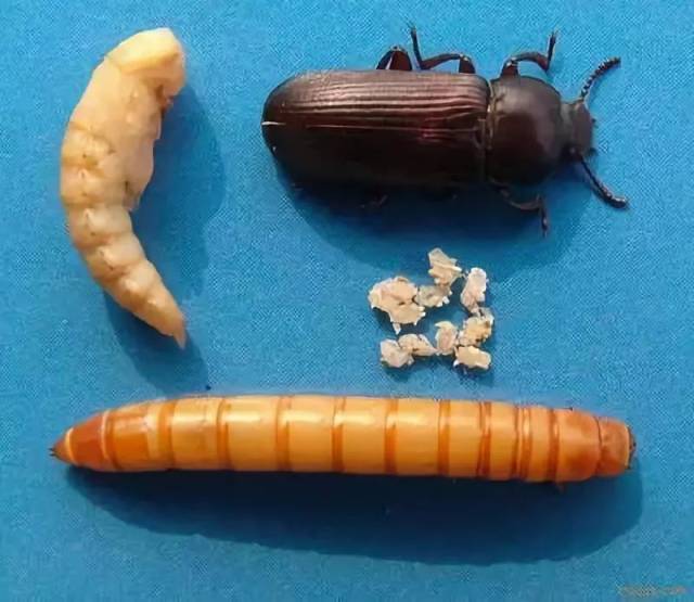 被这"金虫虫"晃了眼,养虫子躺着赚钱的方法了解一下?