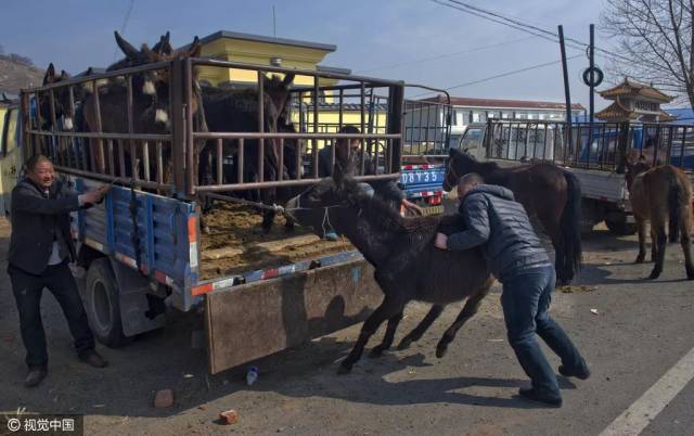 探访中国最大的驴马骡大集,数千牲畜齐聚