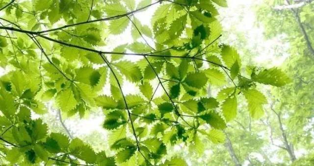 长夏养生重在健脾防湿