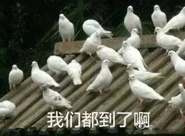 一群鸽子表情包图片