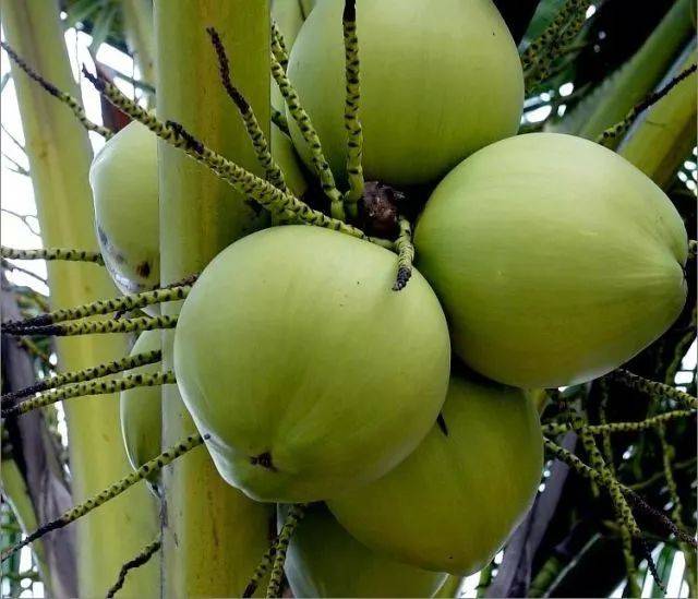 新鲜| 这样的椰子你可不一定吃过!