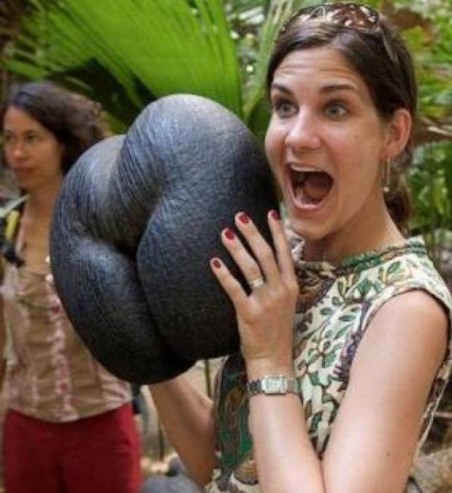 世界上最"污"水果大屁股果7年才成熟,长相让姑娘脸红