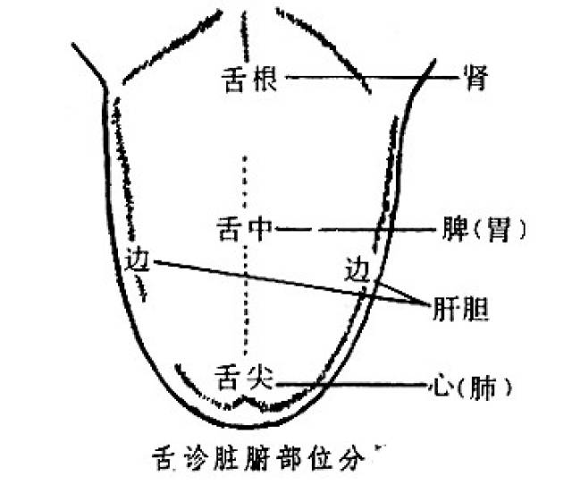 心肺示意图,挂档示意图,三庭五眼比例示意图(第5页)_大山谷图库