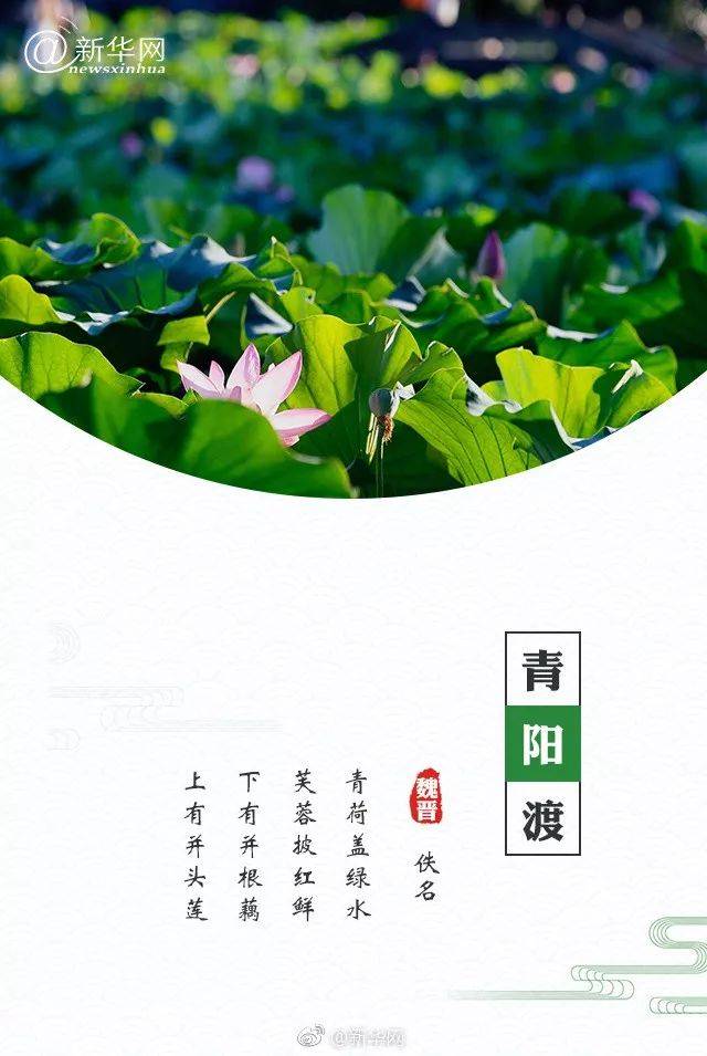 西湖荷花遇上古诗词,你pick哪一朵?