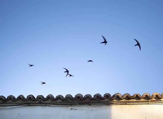被城市忘记的燕子,要回哪里去?