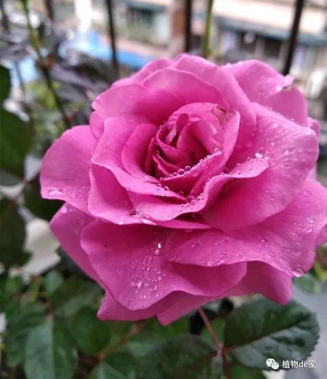 月季小黑飞,看着人心慌,几招"消灭"它_手机搜狐网