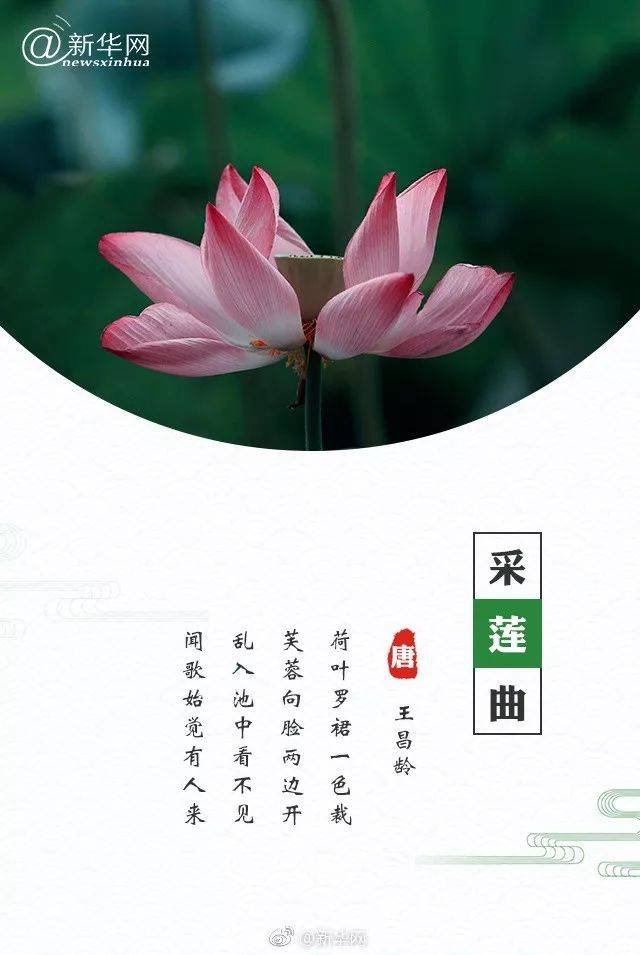 西湖荷花遇上古诗词,你pick哪一朵?