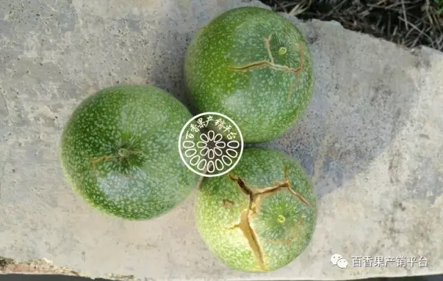 百香果除氮,磷,钾三大元素外,还需补充钙,镁,硼,锌,铁等中微量元素.