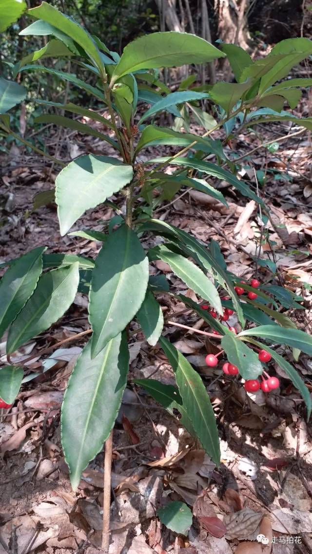 山血丹 ardisia lindleyanad dietr 紫金牛科 紫金牛属 74,朱砂根