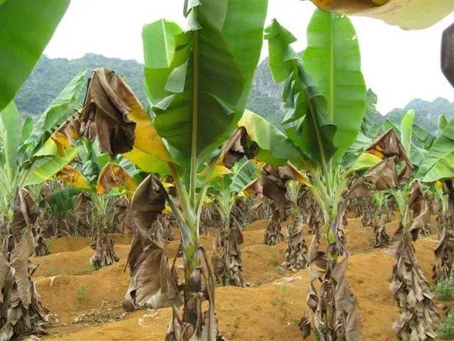 种植香蕉,最关键的就是保好根和叶