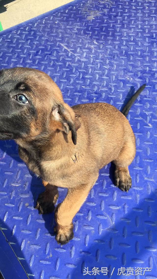 忍痛割爱将满月的小马犬卖掉