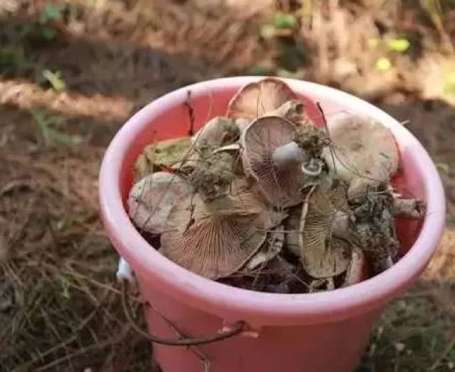 枞树菌图片,枞树菌图片效与作用,松树菇图片_大山谷图库