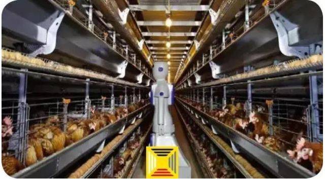 在山东省郯城县马头镇的全自动智能化养鸡场,预计年可出栏肉鸡3000万