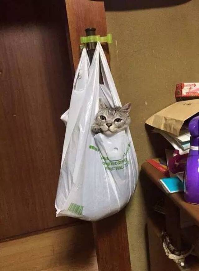 这不铲屎的回家发现主子跳进了门边的塑料袋里 好像还非常满足的样子