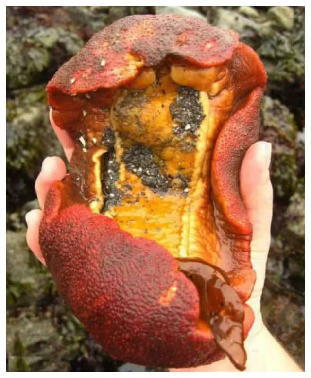 女子海边抓到红色大"鲍鱼",准备煮来吃,当地人说:是做电池的