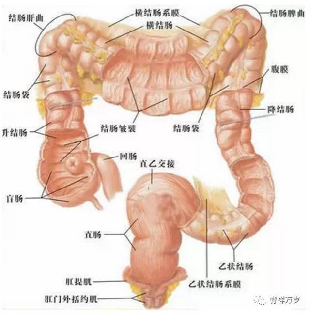 腹部肠系统与每人寿命有关