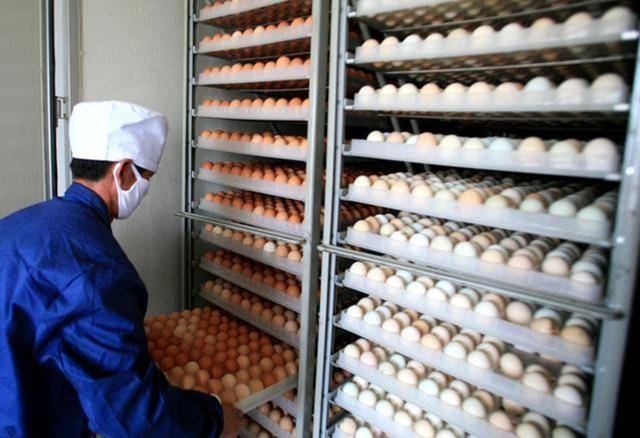 养鸡技术|提高种蛋孵化率措施(下)