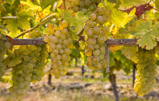 喝葡萄酒连最常见的葡萄酒品种都不知道,怎么能算是喝过葡萄酒?