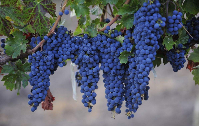 喝葡萄酒连最常见的葡萄酒品种都不知道,怎么能算是喝过葡萄酒?