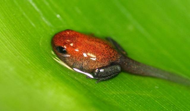 在受精卵孵化成蝌蚪之后,成年的箭毒蛙会把蝌蚪们一个一个的背到树上.