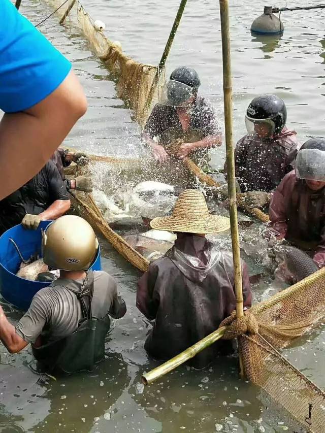 顺职院分鱼啦!鱼塘捞出3万斤活鱼,全校师生免费吃!