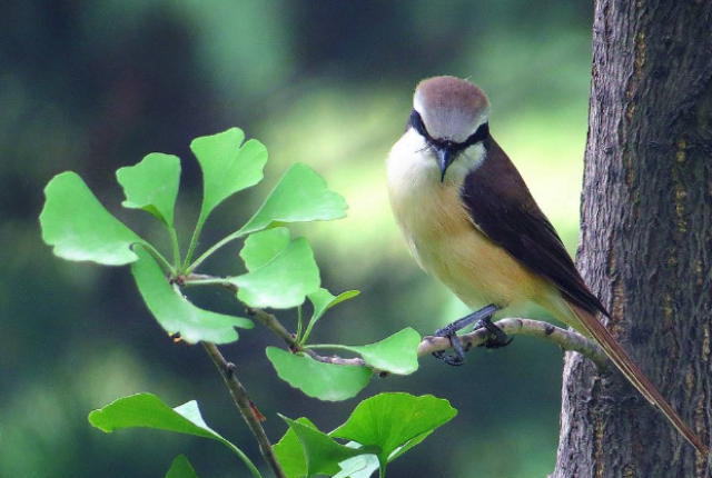 号起,奴仆宫得"天钺"吉星照耀,到时候整体运势提升,贵人提携,六六大顺
