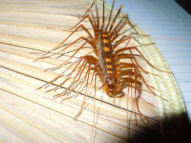 秘鲁长50厘米的巨型蜈蚣毒性巨大看见就令人打颤