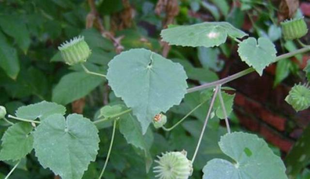 治疗耳聋耳鸣的良药--响耳草,农村遍地都是
