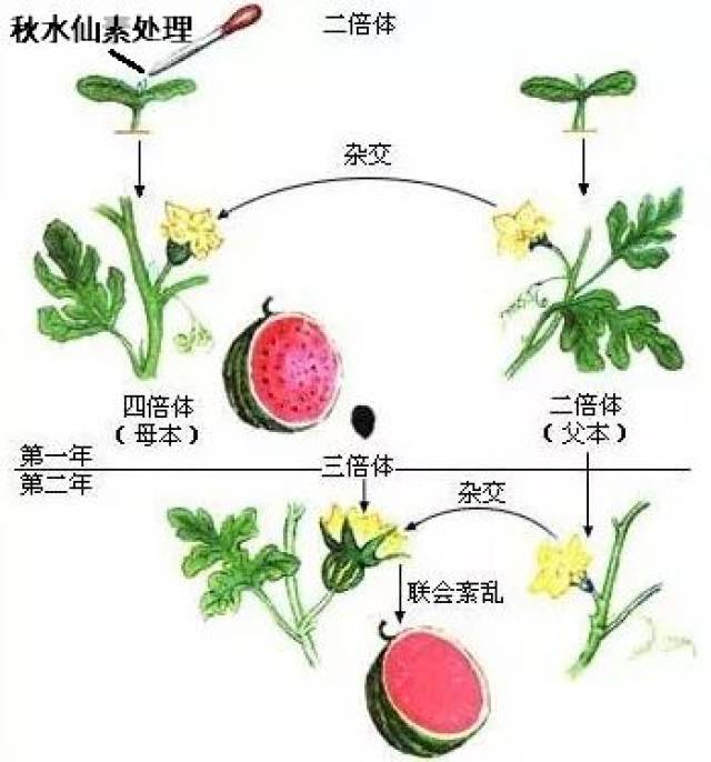 无籽西瓜培育原理图解图片