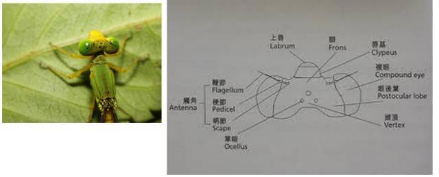 蜻蜓结构图身体部位图片