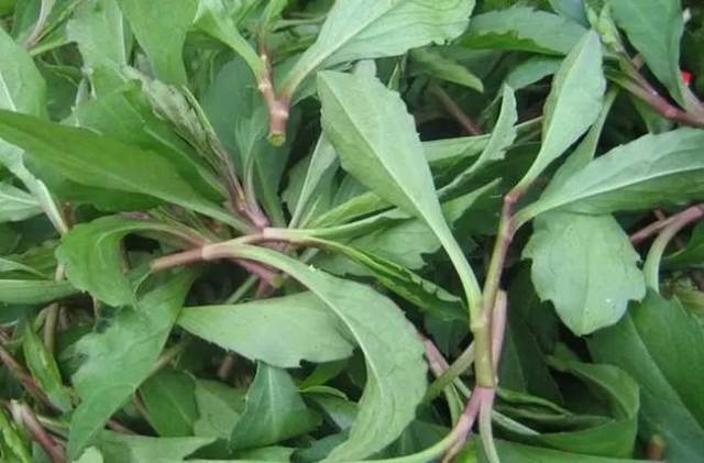农村一种野菜,能消炎止血,堪称"祛暑"之王,两类人最好别多吃