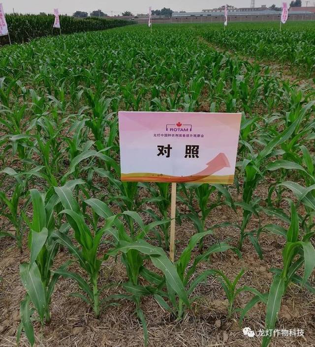 种子健康 智能呵护 —龙灯中国种衣剂苗素提升观摩会