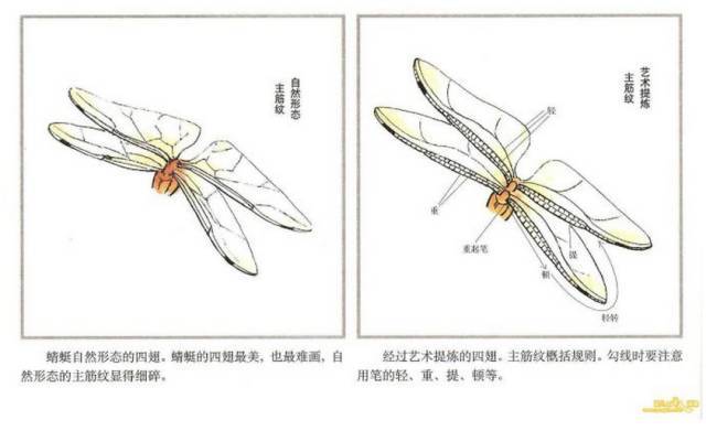 工笔画蜻蜓的设色步骤图片