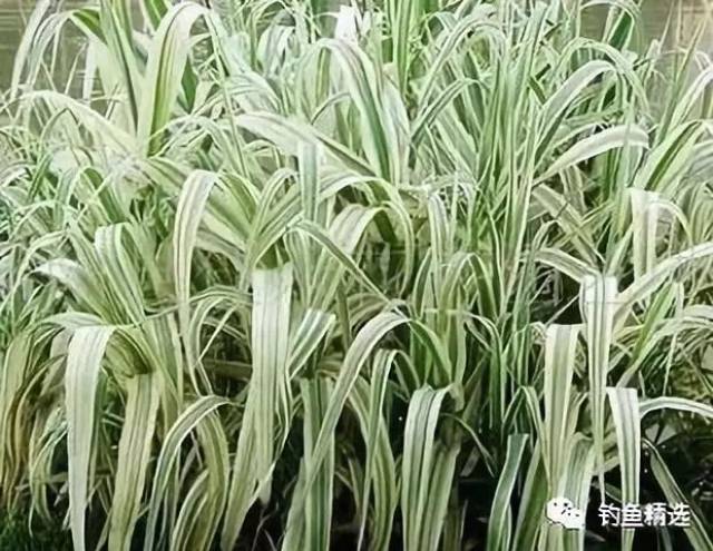 芦苇嫩芯钓鱼,专攻大草鱼