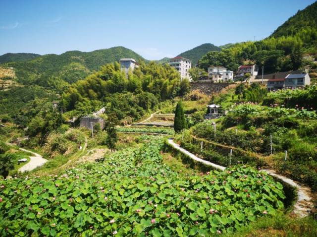 双增攻坚好故事石溪乡黄山砻村丨生命之果让贫困村焕发新生