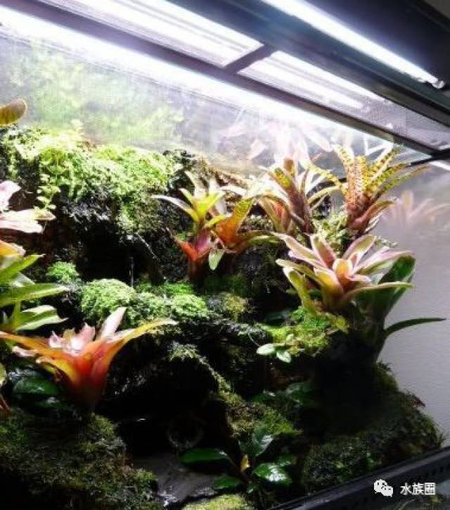 这积水凤梨雨林缸太美了!