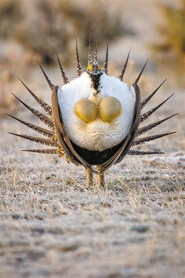 求偶的松鸡爱"表演"