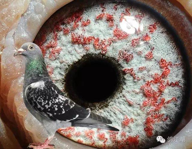 图集罕见的珍珠鸽眼欣赏