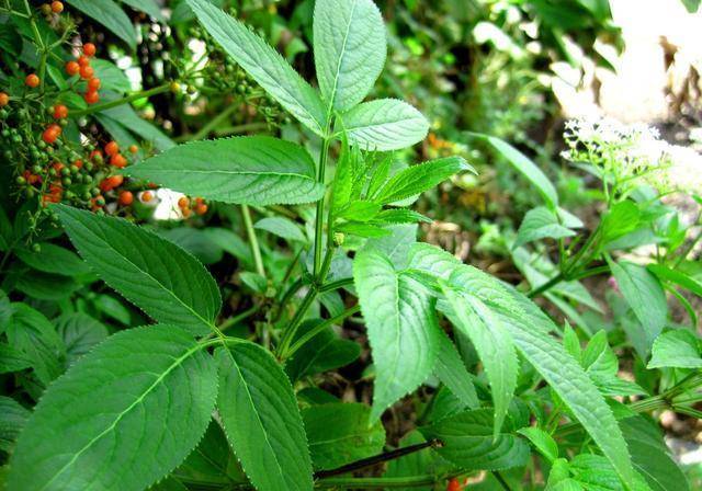 这种接骨草老一辈农村人都认识能活血化瘀专治跌打损伤