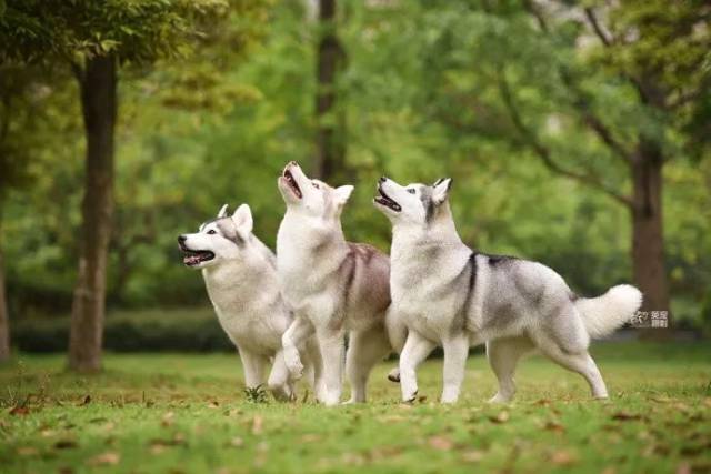 一家三只哈士奇 美到不行!