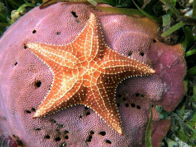 美轮美奂:15张迷人的海底世界动物,您认识几种?